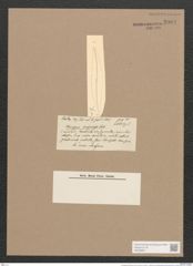Pleurosigma arafurense Castr. (de-Toni-Nr.: Genus 13, Species 1022) Zeichnungen Sammlung Grunow Nr. 2084 (NHMW-BOT-W0368951)